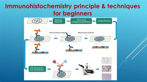 Immunohistochemistry Explained: Principle and Techniques for beginners ...