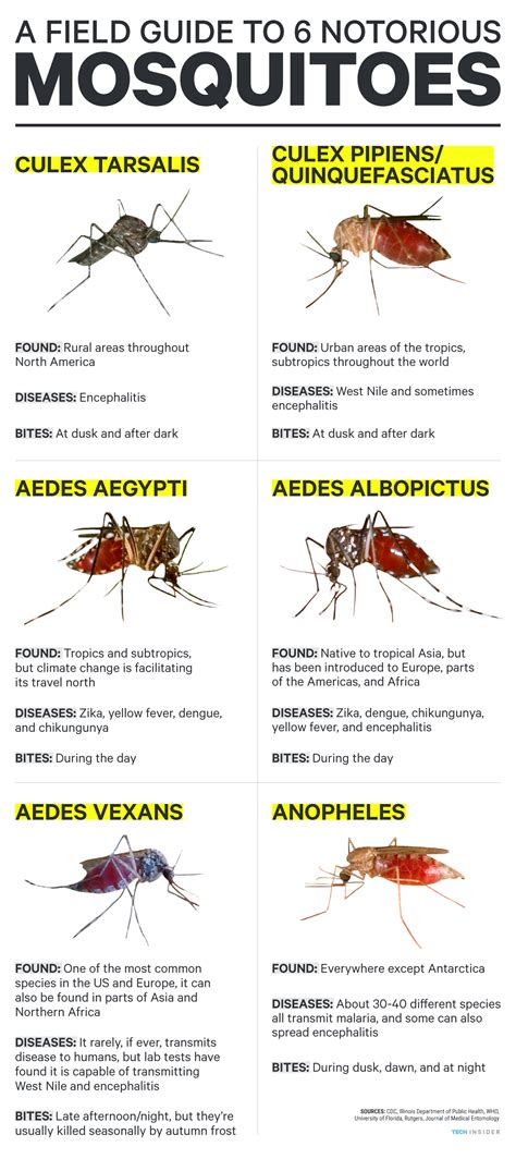 Here's how you can identify dangerous, virus-spreading mosquitoes ...