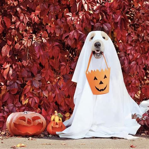 Best Dog Halloween Costumes — Runstreet