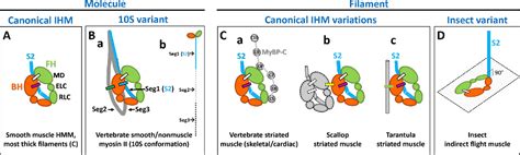 Figure 1 from Variants of the myosin interacting-heads motif | Semantic ...