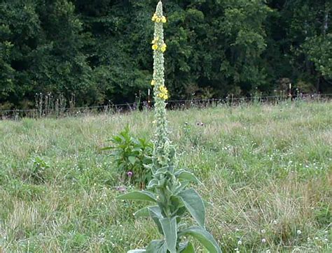 Common Mullein - WeedAlert