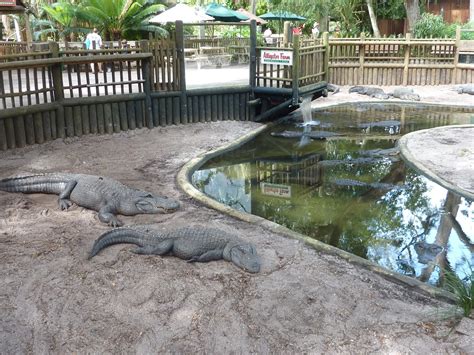 Orlando Günlüğü: Alligator Farm