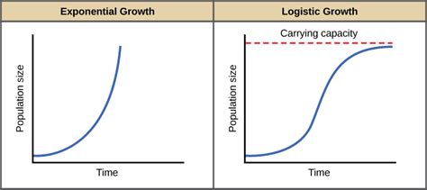 The Human Growth Curve Is Best Described as Being