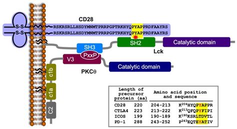 A schematic model of the CD28-Lck-PKCθ tri-partite complex formed in ...