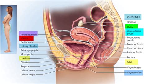 Uterus - Anatomy,Function, Inverted, Tipped & Transplantation