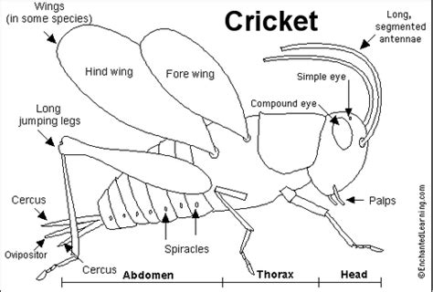 Crickets - Science