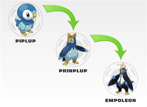 Piplup evolution | Piplup, Pokemon drawings, Pokemon