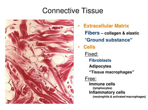 PPT - Histology: Connective Tissue PowerPoint Presentation, free ...