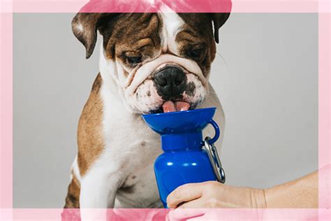 Collapsible Dog Water Bottle For Travel 550ml Portable Pet Water Bottle ...