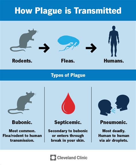 Plague: Types, History, Causes & Prevention