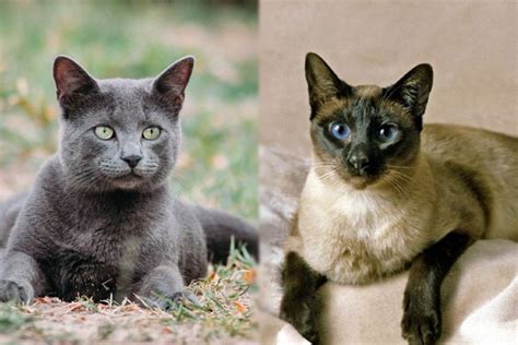 Russian Blue Siamese Cat Mix: Info, Pictures, Characteristics & Facts ...