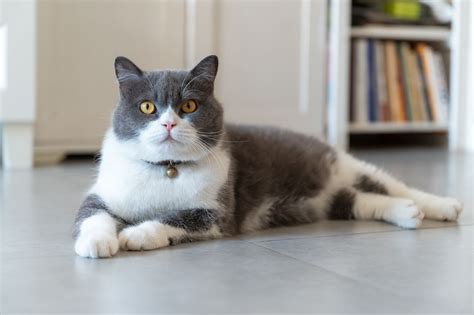 12 Gray and White Cat Breeds