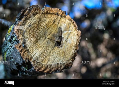 Cross section of a tree trunk Stock Photo - Alamy