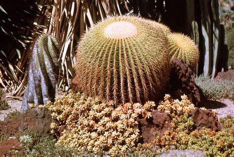 Barrel cactus | Description, Facts, & Species | Britannica