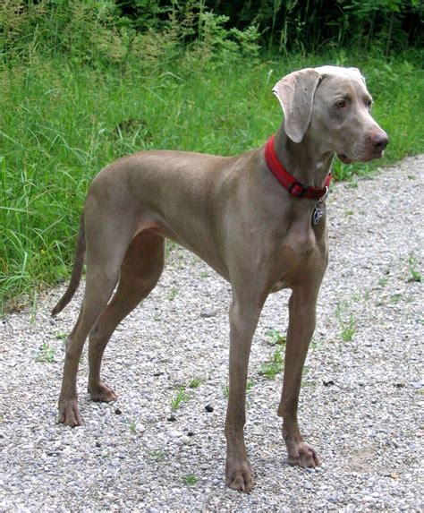 File:Weimaraner Freika-2.jpg - Wikimedia Commons