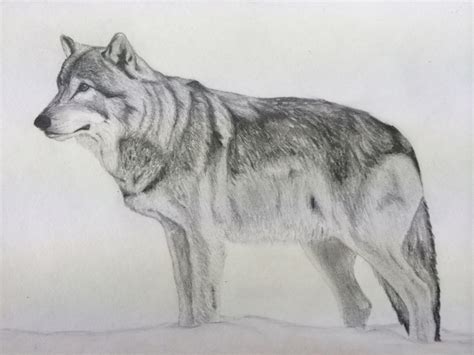 Wolf Pencil Sketch at PaintingValley.com | Explore collection of Wolf ...