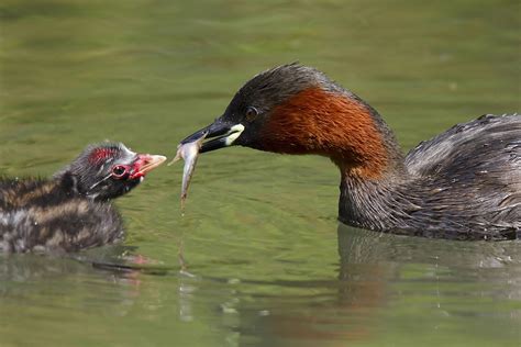 Little Grebe by Clive Daelman - BirdGuides