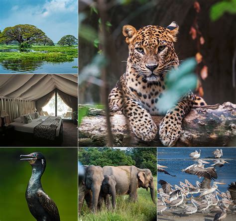 Epic Wildlife Photography Tour | EPIC Sri Lanka Holidays