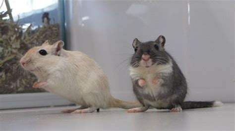 Male or Female Pet Gerbils | Gerbil, Cute baby animals, Pets