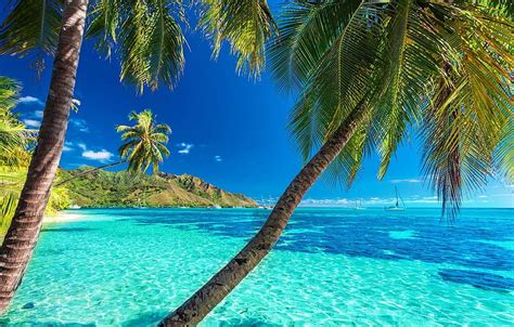 Palm Trees Tropical Island, Palm Tree Island HD wallpaper | Pxfuel