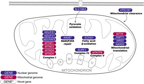 Genetic heterogeneity in Leigh syndrome: Highlighting treatable and ...