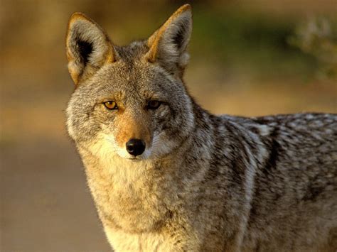 Coyote | Wildlife Info-Photos | The Wildlife