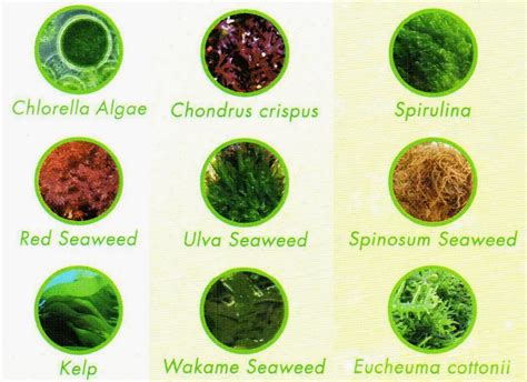 9 Seaweeds for Your Tangs! - Reef Central Online Community