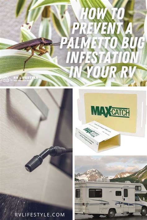 How to Prevent a Palmetto Bug Infestation in Your RV | Palmetto bugs ...