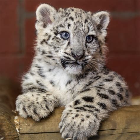 Snow leopard cubs have been named! - The Big Cat Sanctuary