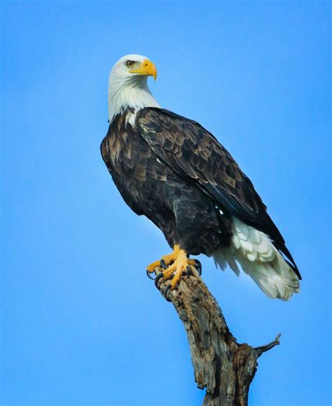 Bald Eagle Sitting on a Branch · Free Stock Photo