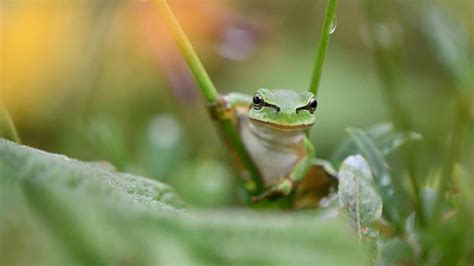 Tree Frogs - All-About Small & Mighty Amphibians - Learn About Nature