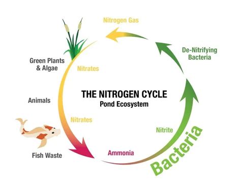 Cut off close From there simple nitrogen cycle diagram carbon Soaked ...