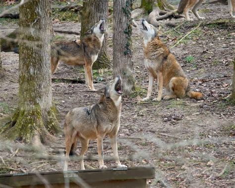 Research to Aid Future Conservation Efforts for the American Red Wolf ...