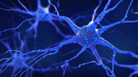 Types of Neurons: Parts, Structure, and Function