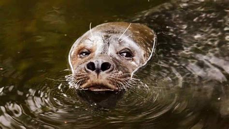 Curiosidades sobre los leones marinos