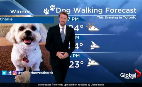 Dog Interrupts Weather Report, Steals The Show In Hilarious Video