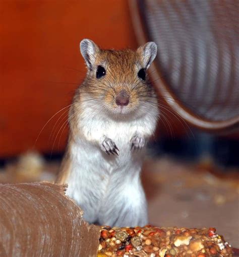 Gerbil Behavior – What is Your Gerbil Expressing? – thepetsavvy.com