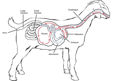 Biology, Animal Structure and Function, Animal Nutrition and the ...