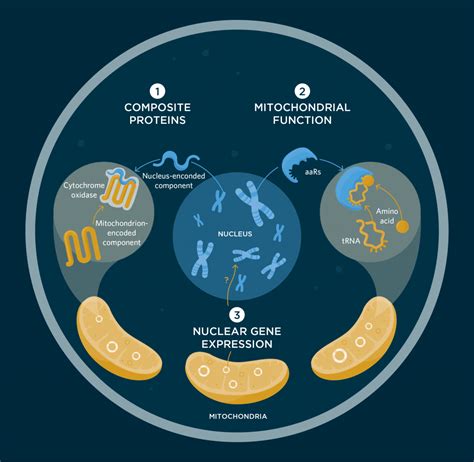 The Two Genomes in Every Eukaryotic Cell - 3 Quarks Daily