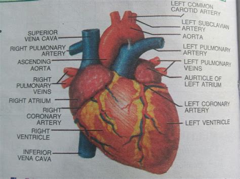 Heart Diagram Labeled Drawing