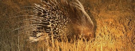 Cape Porcupine facts | Five Fascinating facts about Cape Porcupines