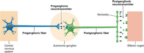 Bio 201 Peripheral Nervous System Flashcards - Easy Notecards