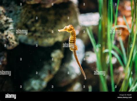 Long-snouted Seahorse Hippocampus Guttulatus Swimming In Aquarium Stock ...