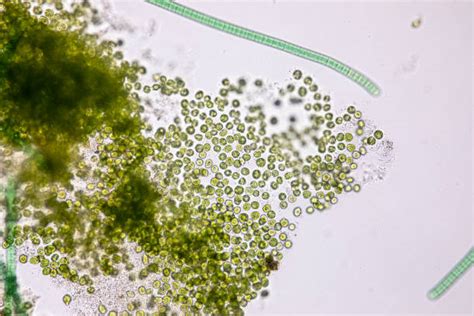 Phytoplankton Stock Photos, Pictures & Royalty-Free Images - iStock