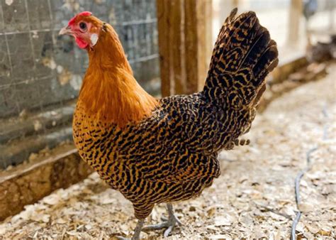 Deathlayer Chicken Breed: Everything You Need to Know