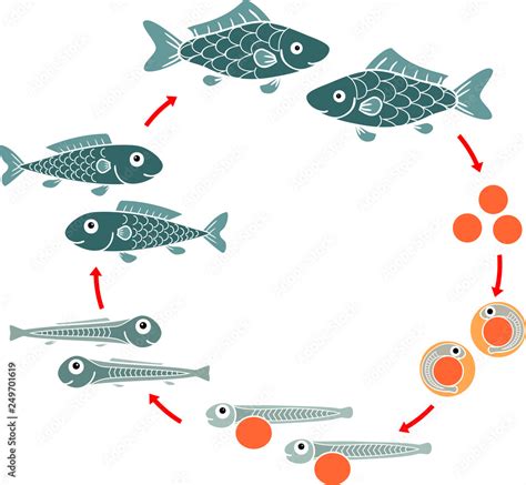 Life cycle of fish. Sequence of stages of development of fish from egg ...