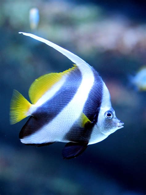 Tropical Fish Identification - Pet Ponder