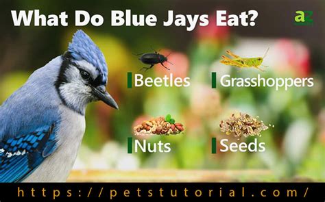 Blue Jays Favorite Food?