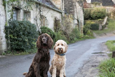 The Best Pet-Friendly Hotels to Book in the Cotswolds, UK