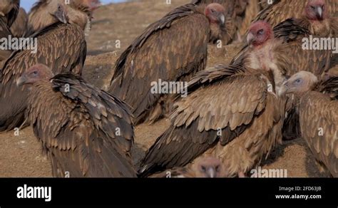 Sky burial tibet Stock Videos & Footage - HD and 4K Video Clips - Alamy